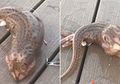 Seekor Mahkluk Misterius Berkaki 3 Tiba-tiba Menggelepar-nggelepar di Atas Dek Kapal, Bikin Nelayan Lari Ketakutan, Ternyata Binatang Jenis Ini!