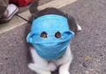Demi Terlindung dari Virus Corona, Muka Kucing Ditutup Pemiliknya Pake Masker Secara Penuh