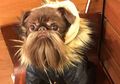 Macho Abis, Anjing Ini Jadi Idola Baru karena Punya Kumis dan Brewok Lebat