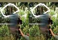 Terekam Kamera Muncul di Balik Jasad Korban yang Nyangkut di Pohon, Sosok Kakek Gaib di TKP Kecelakaan Maut Ini Gegerkan Warga, Benarkah Malaikat Pencabut Nyawa?