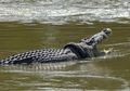 Rupanya 'Penderitaan' Buaya Berkalung Ban di Palu Belum Juga Berakhir, Panji Petualang hingga Bule Australia Matt Wright Belum Berhasil Menangkapnya