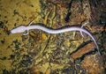 Salamander Eropa Langka Ini Berdiam di Tempat yang Sama Selama 7 Tahun