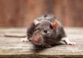 6 Cara yang Bisa Dilakukan Untuk Mengusir Tikus di Rumah Dengan Bujet Pas-pasan