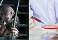 Kabar Virus Corona Terkini: Hati-Hati! Ternyata Trenggiling Bisa Menyebarkan Virus Corona