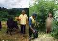 Seorang Kakek Tertangkap Basah sedang Berhubungan Intim dengan Sapi Malang Milik Tetangganya: Kata Temanku Rasanya Enak