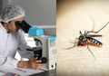 Hati-Hati! Belum Juga Rampung Desas-Desus Virus Corona, Wabah Virus Chikungunya Melanda Indonesia