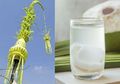 Jangan Cuma Jadi Janur Kuning, Minum Air Rebusan Daun Kelapa Bisa Mencegah Dua Penyakit Mematikan Bersarang dalam Tubuh