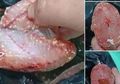 Heboh Daging Lele Berbintik Putih Beredar di Pasar, Ini Kata Dokter Hewan Spesialis Ikan, Masih Aman Dikonsumsi?