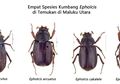 Peneliti LIPI Temukan Empat Spesies Kumbang Baru di Maluku Utara