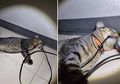 Kucing Malang Ini Tewas Kesetrum Setelah Gigit Kabel Listrik yang Ada di Rumah