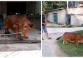 Viral Foto Sapi Pendek di Media Sosial, Ternyata Hasil Rekayasa Genetik