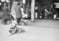Sedih Abis, 5 Foto Lawas Ini Tunjukkan Kesetiaan Hachiko Menunggu Pemiliknya yang Telah Meninggal Pulang