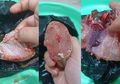 Daging Lele Berbintik Putih Disebut Jadi Tanda Adanya Parasit, Ramai Adanya Larangan, Dokter Hewan Justru Sebut Sebaliknya