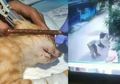 Videonya Viral, Pria Ini Hobi Pukuli Kucing Sampai Mati, Kepergok Ngamuk dan Hampir Pukuli Emak-emak, Saksi: Tiba-tiba Kucing Itu Dipukul dengan Sapu