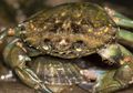 Ilmuwan Kembangkan Gelas Plastik dari Kulit Kepiting, Seperti Apa?
