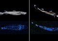 Temuan Menakjubkan: Cumi-cumi Raksasa dan Hiu 'Glow In The Dark'