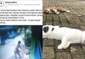 Kejam, Pria di Bekasi Pukul Kucing hingga Mati, Ternyata Sering Aniaya dan Racuni Kucing, Ngamuk dan Hampir Pukuli Ibu-Ibu saat Tahu Aksinya Viral