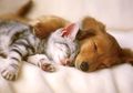 Penjelasan Terkait Fakta Anjing dan Kucing Tidak Tularkan Virus Corona