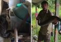 Dianggap Menyebarkan Infeksi Kurap, Seekor Kucing Ditaruh di Luar Rumah, Namun Ular Piton Sepanjang 3 Meter Melahapnya Utuh: Dia Hanya Membunuh Tikus dan Mencintai Kita