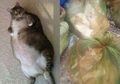 Seharga Rp 64 Ribu Per Kilogram, Daging Kucing Nyatanya Dijual Secara Santai di Sosial Media, Buat Murka Pecinta Hewan, Ternyata Begini Tipu Daya Penjual Keji Lolos dari Hukum