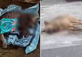 Mati secara Misterius, Ternyata Makanan Hewan Liar Sengaja Dicampur Racun Tikus