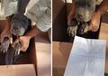 Shelter Ini Temukan Kotak Berisi Anak Anjing di Depan Pintu, Sang Pemilik Tinggalkan Pesan Menyayat Hati