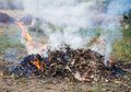 Bahaya Dioksin, Racun Mematikan Akibat Kebiasaan Membakar Sampah