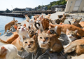 Bisa Buat Kencan, Ini 7 destinasi Wisata Unik Buat Pecinta Kucing