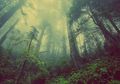 Bikin Merinding! Mobil Avanza yang Dinaiki Satu Keluarga ini Tetiba Nyasar di Hutan Penuh Semak-semak dan Pohon Bambu Selama 3 Jam, Ternyata Melenceng 5 KM dari Jalan, Begini Kisahnya...