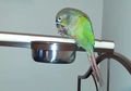 Burung Parrot Ini Dianggap Sebagai Pahlawan Setelah Selamatkan Satu Keluarga dari Kebakaran