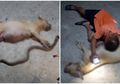 Sedih, Anjing Pitbull yang Hamil Ini Tewas Setelah Lindungi Rumah Pemiliknya dari Ular Kobra