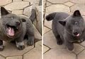 Viral Anjing dengan Ekspresi Lucu di Vietnam, Netizen Sebut Persilangan Kucing dan Anjing