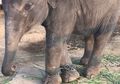 Bayi Gajah Dilaporkan Terisolasi di Gubug dan Kakinya Dirantai hingga Tak Bisa Meregangkan Kaki Saat 'Tak Mengemis Kepada Turis' Demi Uang, Pelancong: Tak Punya Akses ke Air Bersih dan Makanan