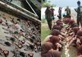 Heboh Potret Kegiatan Pramuka Tak Manusiawi, Siswa Tidur di Lumpur hingga Makan Beralaskan Rumput, Begini Pengakuan Sang Pembina