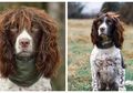 Punya Rambut Mirip Model, Anjing Ini Jadi Populer di Instagram