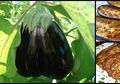 3 Manfaat Terong untuk Menjaga Ginjal Anda Gara Tetap Sehat, Anda Bisa Rendam Dulu Dalam Lemon atau Minyak Zaitun!