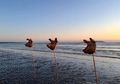 3 Kepala Babi yang Berdarah-darah ini Membuat Orang-orang Takut, 'Adegan Setan' Ini Juga Membuat Bingung : Ditancapkan pada Kayu di Pinggir Pantai