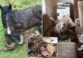 Mengerikan, 51 Binatang Termasuk Anjing, Kucing, dan Kuda Dibiarkan Kelaparan Sampai Mati di Sebuah Rumah Ini, Mereka Ditemukan Tertutup Muntahan dan Kotoran serta Dikelilingi Bangkai-bangkai Lainnya