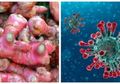 Jangan Panik Ya, Selain Jahe Merah, 3 Bahan yang Sering Nongol di Dapur Ini Ternyata Dipercaya Ampuh Tangkal Virus Corona