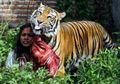 Makan 6 Kg Daging Masih Kurang Kenyang, Harimau Benggala Ini Minta Mie Instan yang Dimakan Sholeh