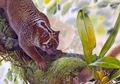 Singa Berkantung Ini Hidup Jutaan Tahun Silam di Hutan Kuno Australia