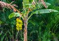 5 Khasiat Luar Biasa Batang Pohon Pisang, Termasuk Cegah Batu Ginjal Hingga Sembuhkan Diabetes