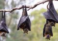 Selain Corona, Ini 6 Penyakit Mematikan yang Menular dari Hewan ke Manusia, Termasuk Rabies yang Membunuh Sekitar 55.000 Orang Tiap Tahun