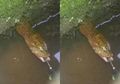 Ogah Ikan Kesayangannya Jadi Santapan Predator, Nelayan Ini Ciduk Hewan Serupa Ular yang Bersembunyi di Kolamnya, Baru Sadar Tangkapannya Ternyata Satwa Langka yang Sudah Tua, Dijual Akhirnya Laku Rp 45 Juta