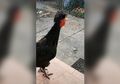 Cadas! Ayam Jago Ini Bisa Nge-growl Layaknya Vokalis Band Death Metal