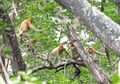 Memata-matai Kawanan Bekantan di Hutan Mangrove Teluk Semanting
