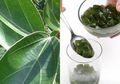 Cincau Populer untuk Diet dan Buka Puasa, Manfaatnya Antimalaria juga Diebates, Tapi Jangan Pernah Mencucinya