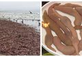 Ribuan Mahkluk Berbentuk Kelamin Pria Terdampar di Pantai, Warga Pun Kaget, Begini Kata Ahli...