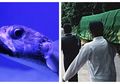 Lucu Bentuknya, Tapi Siapa Sangka Ikan ini Sukses Bikin Satu Keluarga di Banyuwangi Tewas Keracunan, Jangan Tertipu Wujudnya Ya