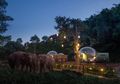 Hutan Bubble Thailand Bikin Wisatawan Pengen Tidur Di Sebelah Gajah